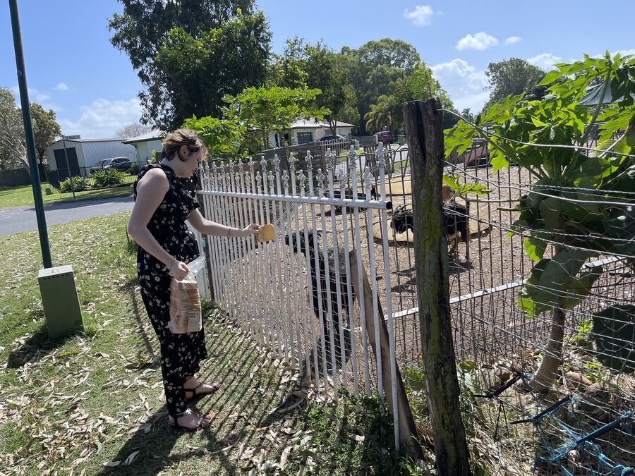 An Alfacare participant feeding animals through a fence on a sunny day